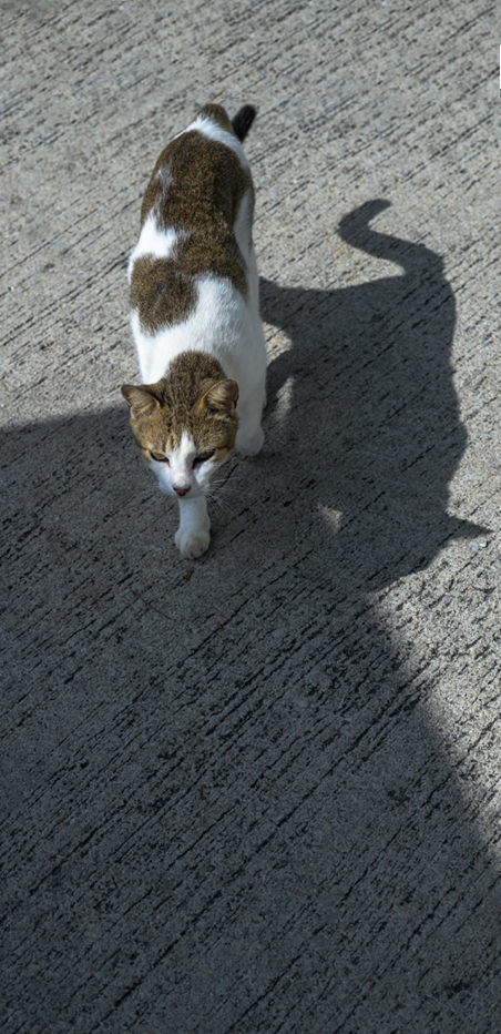 Gatos en México.